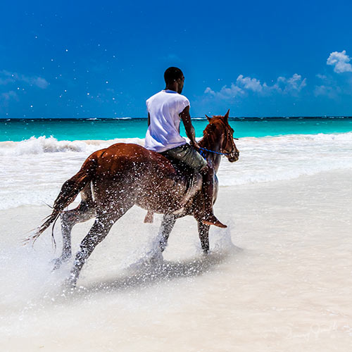 Horseback Riding on Pink Sand Beach